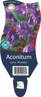 Aconitum carm. Arendsii P11