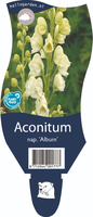 Aconitum napellus 'Album'