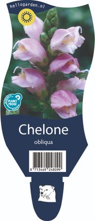 Chelone obliqua