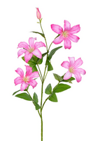 Clematissteel l90cm roze