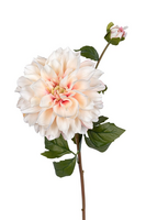 Dahliasteel l60cm creme/roze