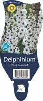 Delphinium 'Galahad'