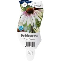 Echinacea 'Pretty Parasols'®