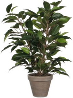 Ficus natasja in pot d30h40cm groen (Zijde-plant) - afbeelding 2