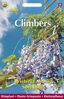 Flowering climbers wisteria blau 2gram - afbeelding 3