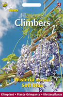 Flowering climbers wisteria blau 2gram - afbeelding 4
