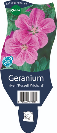 Geranium riv. 'Russell Prichard'