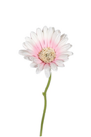 Gerbera l32cm roze