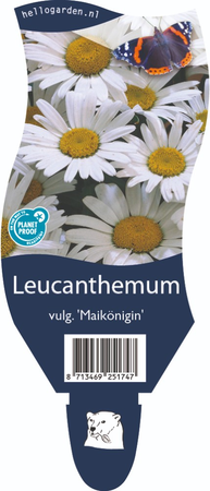 Leucanthemum vulgare 'Maikönigin'