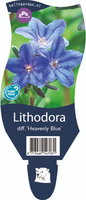 Lithodora d. Heav.Blue P11