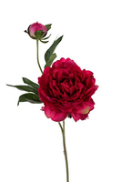 Pioen l43cm cerise