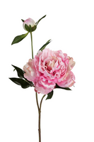 Pioen l43cm roze