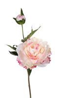Pioen l43cm wit/roze