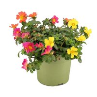 Portulaca ...mixtrolley