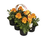 Tagetes klein bloemig P9