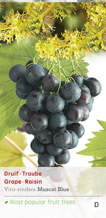 Vitis vin Muscat Blue c2 - afbeelding 1