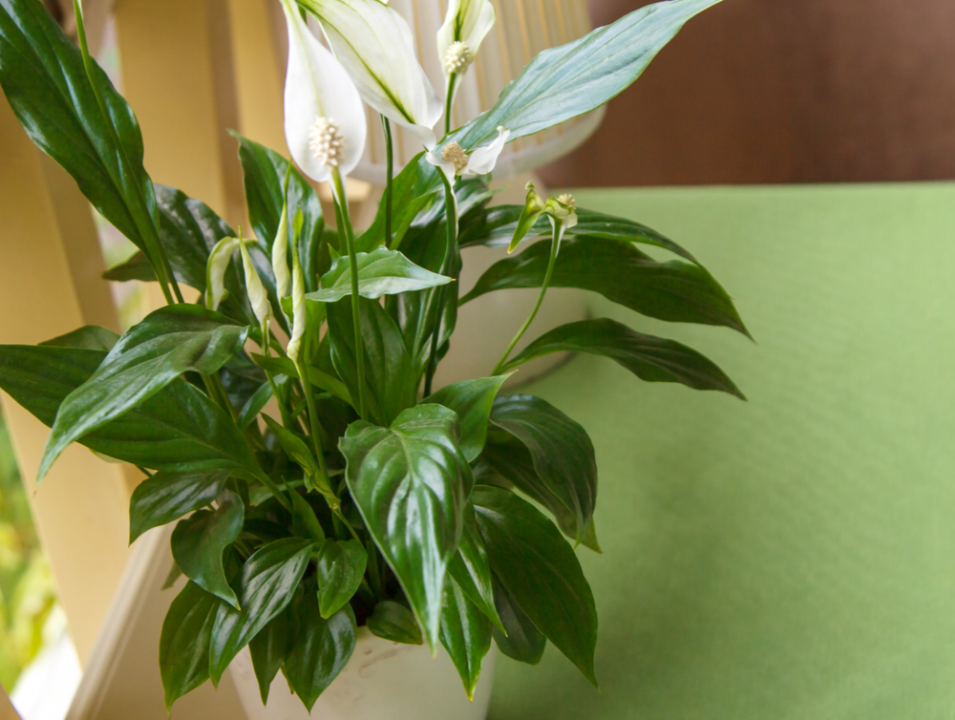 Lepelplant bloeiende kamerplant - Vechtweelde
