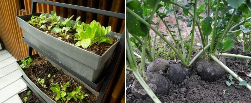 Zaaien in augustus - Vechtweelde Zaaien in augustus - Vechtweelde