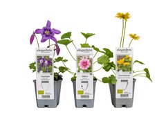 Biologische vaste planten