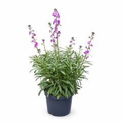 Erysimum 'Bowles Mauve''