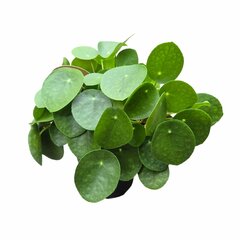 Pilea peperomioides