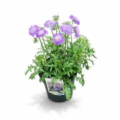 Scabiosa 'Butterfly Blue'
