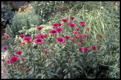 Asteraceae