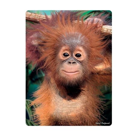 3d ansichtkaart  baby orangutan