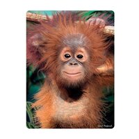 3d ansichtkaart  baby orangutan