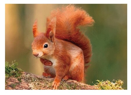 3d ansichtkaart eekhoorn