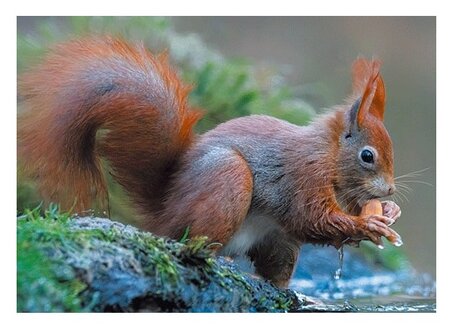 3d ansichtkaart eekhoorn water