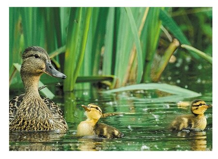 3d ansichtkaart eend/kuikens