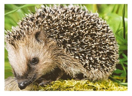 3d ansichtkaart egel