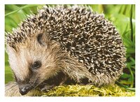 3d ansichtkaart egel