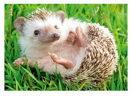 3d ansichtkaart egel rollend