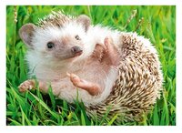 3d ansichtkaart egel rollend