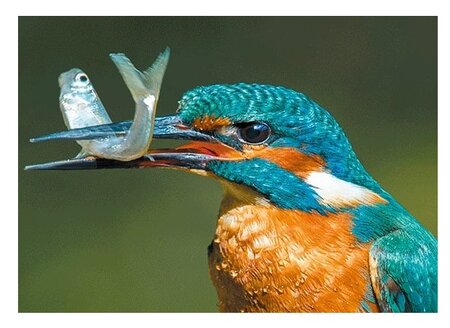 3d ansichtkaart ijsvogel