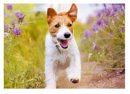 3d ansichtkaart jack russel