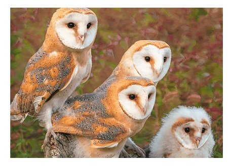 3d ansichtkaart kerkuilen