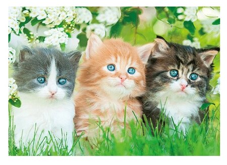 3d ansichtkaart kitten bloem