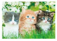 3d ansichtkaart kitten bloem