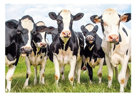 3d ansichtkaart koeien