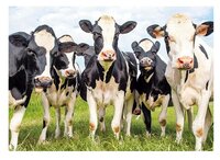 3d ansichtkaart koeien