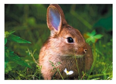 3d ansichtkaart konijn