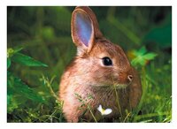 3d ansichtkaart konijn