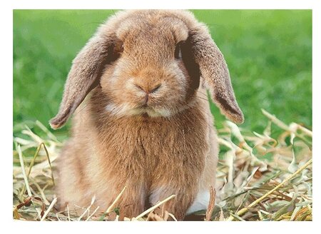 3d ansichtkaart konijn hangoor