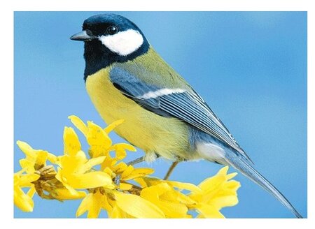 3d ansichtkaart koolmees