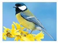 3d ansichtkaart koolmees