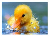 3d ansichtkaart kuiken