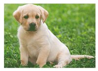 3d ansichtkaart labrador pup